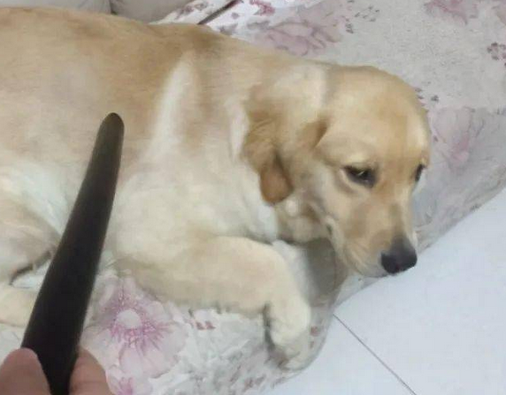 下狗是骂人吗 下狗是骂人吗