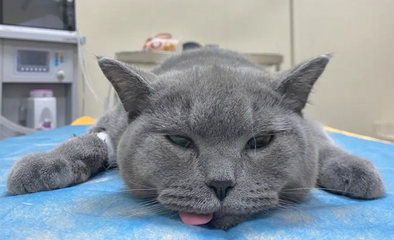 母猫绝育放归会受排挤吗