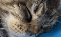幼年到成年，猫都如何战胜流感？猫：靠寄几，是指望不上了
