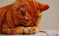 女人梦见被猫咬了脚是什么意思