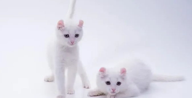 给2个月小猫洗澡了怎么办，看看小猫洗澡的必备知识分享！