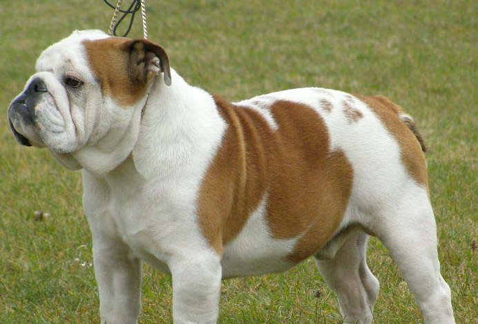 中国比较有名气的英国斗牛犬 中国比较有名气的英国斗牛犬
