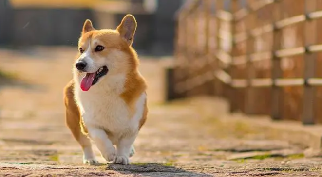 狗需要打什么疫苗 狗需要打什么疫苗