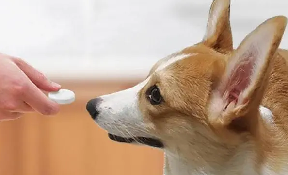 人吃的益生菌狗能吃吗