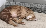 晚上睡觉把猫关在门外好吗