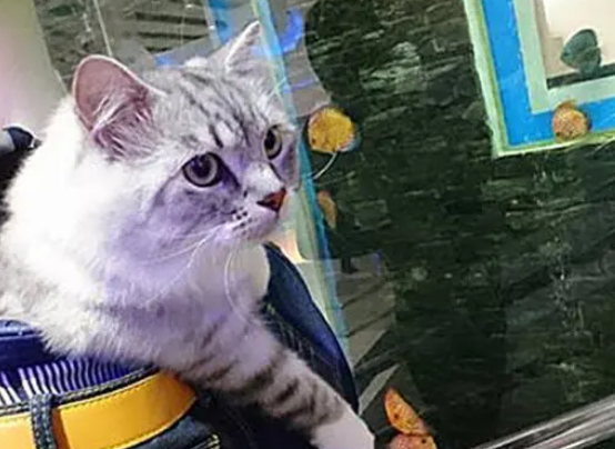主人带猫咪去水族馆，猫咪能看不能吃，馋的不断舔嘴：本喵要吃鱼