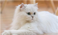 小猫的特点和外貌描写