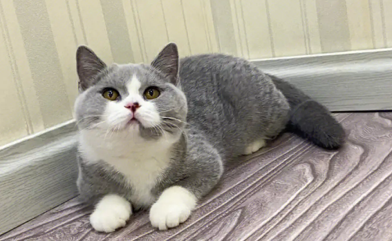 领养流浪猫有手机就行，救助流浪猫的新模式
