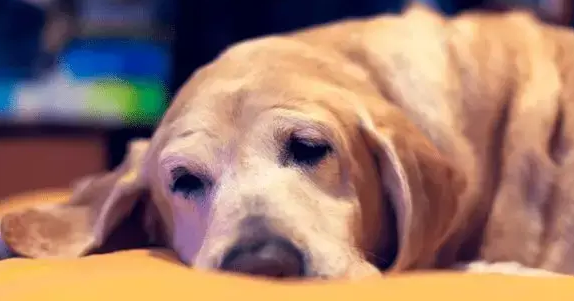 老年狗咳嗽吃什么药 老年狗咳嗽吃什么药