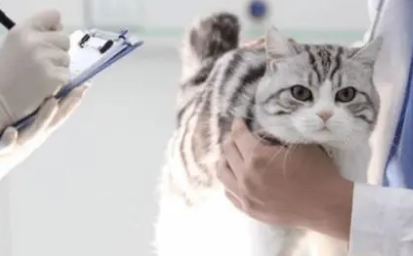 新猫到家体检有必要吗 新猫到家体检有必要吗