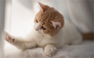灭野猫什么药最有效