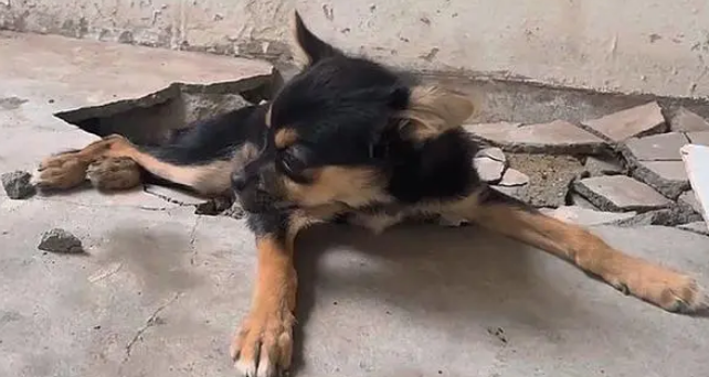被抛弃的残疾小黑狗,只能拖着后腿挣扎前行,狗狗的伤还能痊愈吗 被抛弃的残疾小黑狗,只能拖着后腿挣扎前行,狗狗的伤还能痊愈吗
