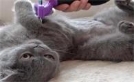 拿针扎猫会怎样