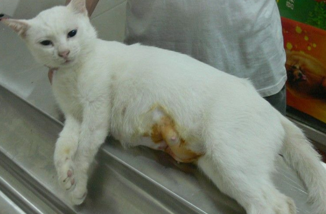母猫尿道口有白色粘液