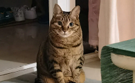 穷人适合养的猫