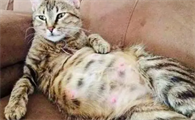 母猫一般多久排出死胎