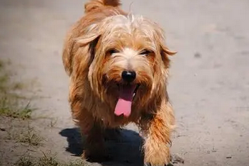 诺福克梗犬的价格多少钱
