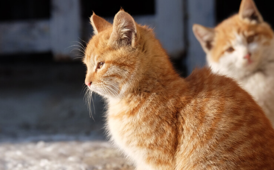 流浪猫变网红“主播”,背后的“生意”和争议 流浪猫变网红“主播”,背后的“生意”和争议