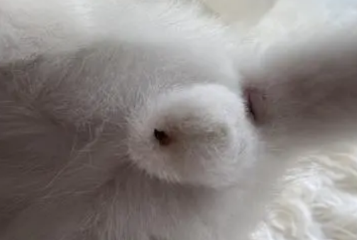 三个月猫咪蛋蛋图片 三个月猫咪蛋蛋图片