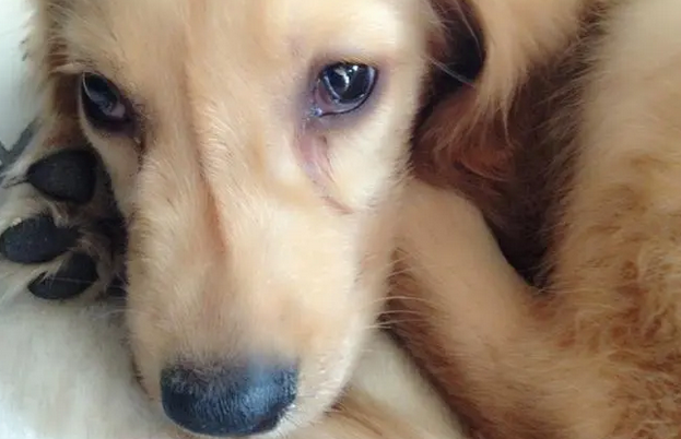 犬瘟在人的衣服上存活多久 犬瘟在人的衣服上存活多久