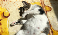 母猫生完一直跟着主人