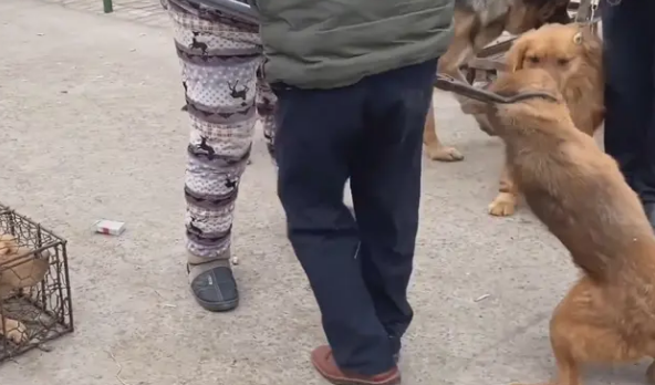金毛犬讨好主人,希望别卖它,见同类被抓到狗肉车,直发抖 金毛犬讨好主人,希望别卖它,见同类被抓到狗肉车,直发抖