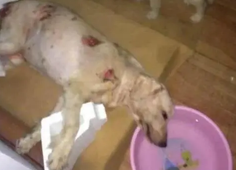金毛鬼混后怀孕,看到出生的小奶狗后,金毛遭主人暴打 金毛鬼混后怀孕,看到出生的小奶狗后,金毛遭主人暴打
