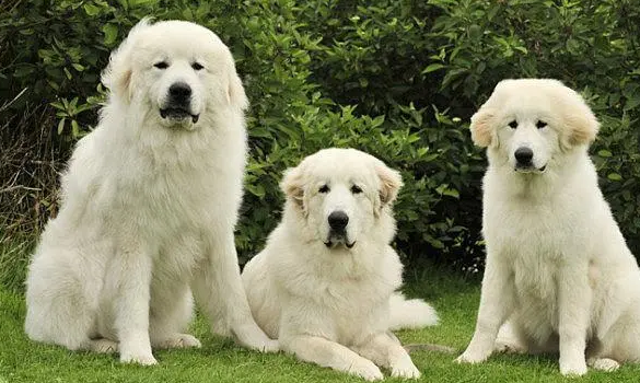 适合家养的犬种?根据自己的喜好来选择 适合家养的犬种?根据自己的喜好来选择