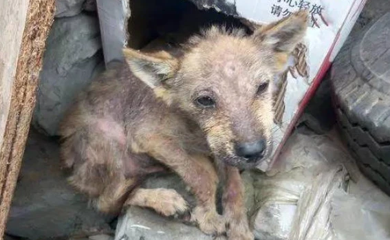 地下宠物场病狗当名犬卖 涉嫌欺诈,消费者可要求退款和赔偿 地下宠物场病狗当名犬卖 涉嫌欺诈,消费者可要求退款和赔偿