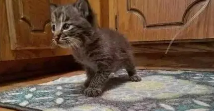国外网友捡到只小奶猫,带猫检查时,被宠物医生告知不是猫 国外网友捡到只小奶猫,带猫检查时,被宠物医生告知不是猫