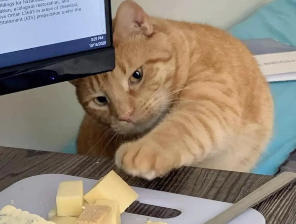 虐猫上瘾的人怎么办