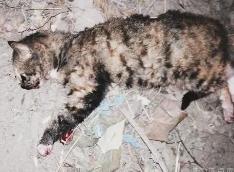 为什么死人棺材不能有猫 为什么死人棺材不能有猫