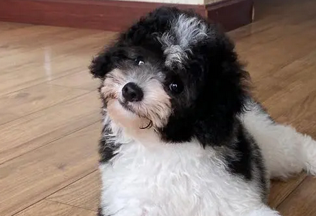 花贵犬图片及价格图片 花贵犬图片及价格图片