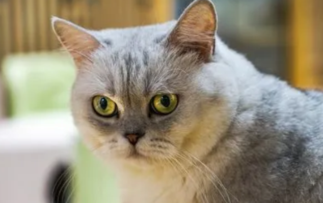 波米拉猫多少钱一只幼崽