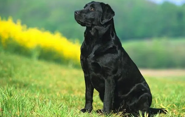 黑色的狗叫什么名字好听