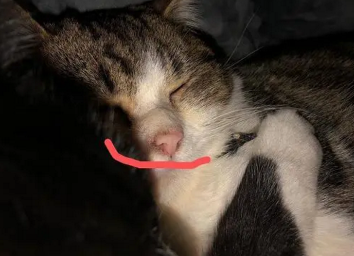 猫嘴边有黑色东西