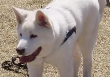 韩国丰山犬体重多大
