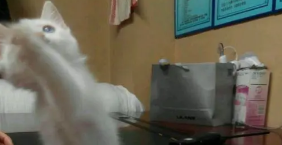 小奶猫卖萌求关注无果,秒转小疯婆子,主人都看呆了! 小奶猫卖萌求关注无果,秒转小疯婆子,主人都看呆了!