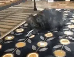 铲屎官换了张地毯，可是看猫咪有点不对劲呢，猫咪好像疯了