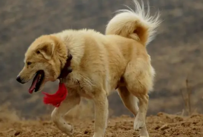 太行犬智商高吗多少 太行犬智商高吗多少