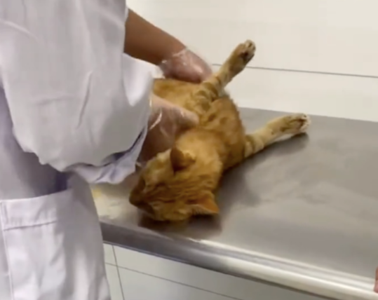 猫咪前腿被人硬生生掰反，还以为它长了对翅膀，手段是有多残忍！