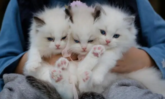 拜猫头像是情头吗
