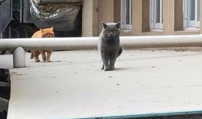 蓝猫离家出走后，再回来时带了一位伙伴，主人却不知该喜还是忧