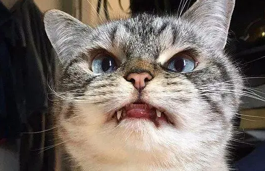 人的眼球被猫抓了怎么办
