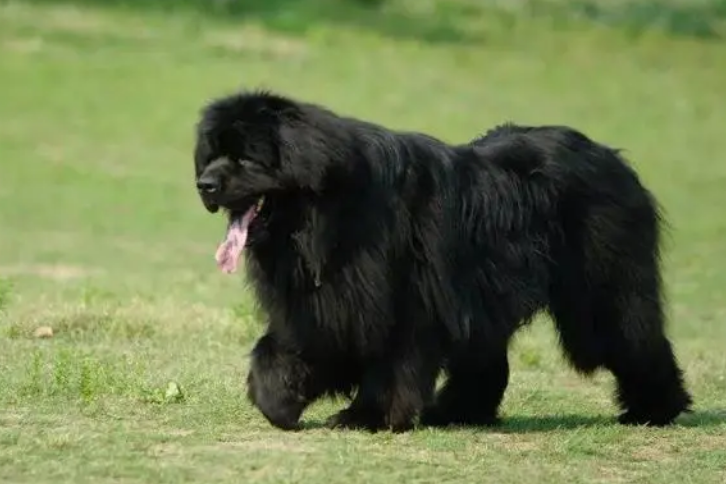 中国纽芬兰犬幼崽能长多大多高 中国纽芬兰犬幼崽能长多大多高