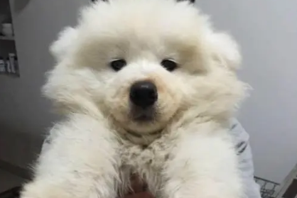 熊版萨摩耶犬多少钱一只 熊版萨摩耶犬多少钱一只