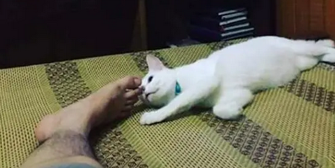 猫咪闻到主人臭脚时的反应,臭的不要不要的,最后一张堪比表情包 猫咪闻到主人臭脚时的反应,臭的不要不要的,最后一张堪比表情包