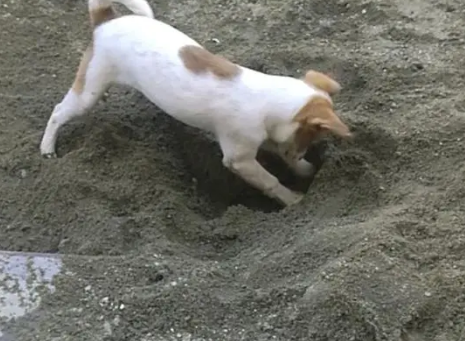 狗在自家院子里挖坑