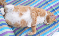母猫断奶涨奶要几天才会软