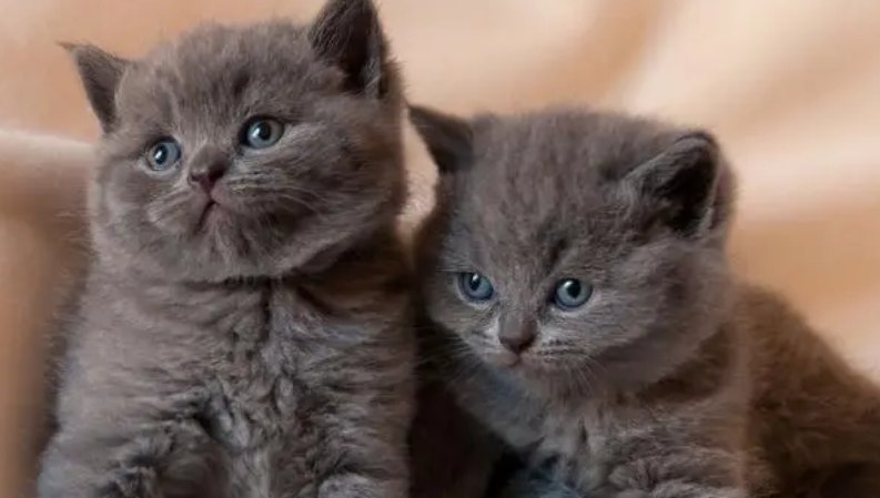 小猫送走了母猫涨奶怎么办